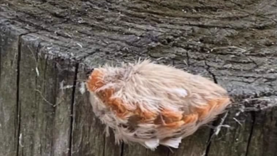 Mom sees her kids with little furry animal in park – looks closer and realizes big danger