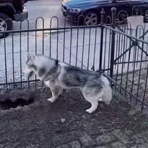 Nobody understood why this dog kept digging, but in the end he saved the whole neighborhood. See it below 👇🏻